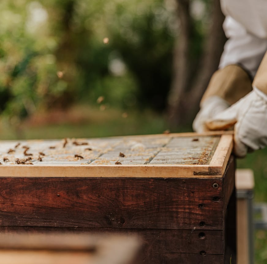 Orchard and bee hive